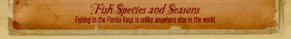 Fishing in the Florida Keys is unlike anywhere else in the world. 