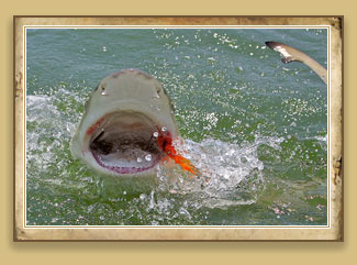 Shark - Most people don't associate sharks with flats fishing, but rarely does a day go by that I don't see a few on the flats. 