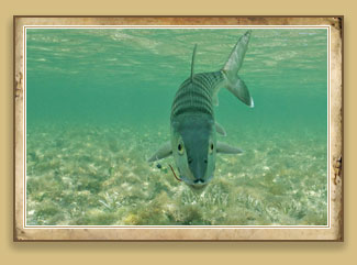 Bone Fishing Key West and the Florida Keys