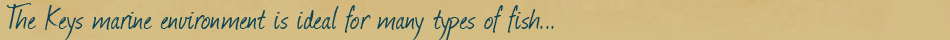 The Keys marine environment is ideal for many types of fish.